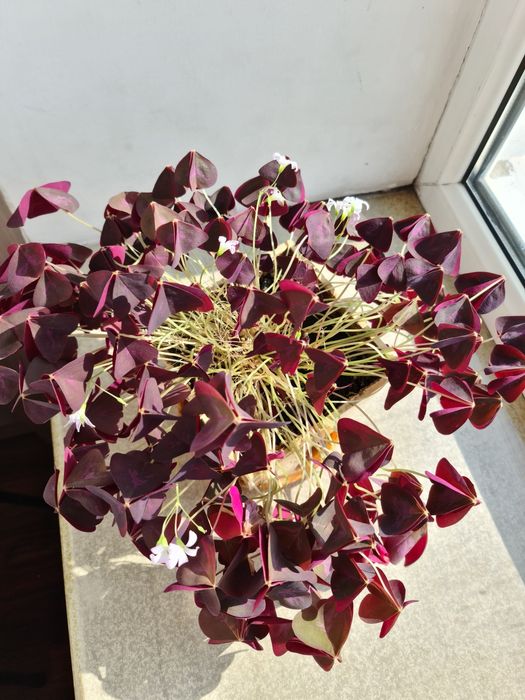 Продам Комнатные цветы.