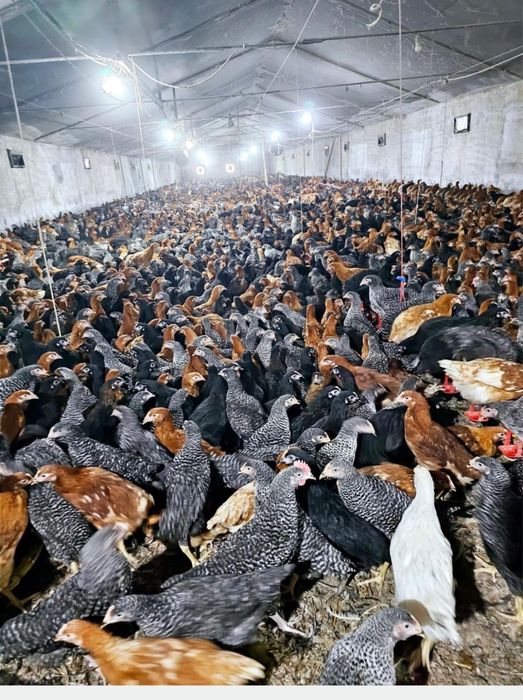 Vand pui albi de carne si pui rasă mixtă