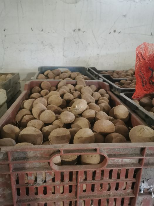 Vând cartofi de sămânță