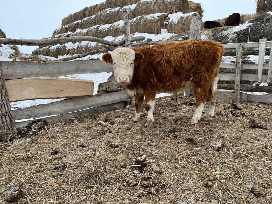 Подсос бұқалар 10-12 айлық