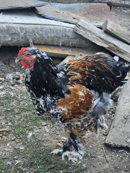 Tineret brahma bobat și porțelan