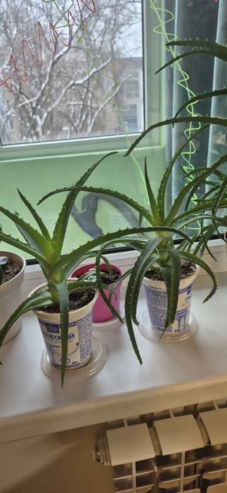 Алоэ древовидный