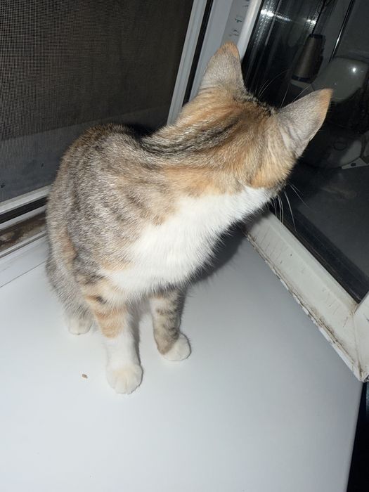 Отдам котенка в хорошие руки