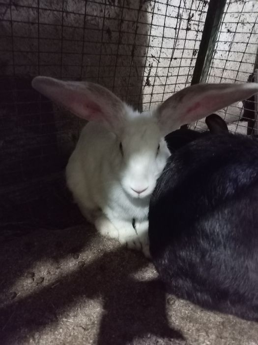 Кролик белый велекан фландр