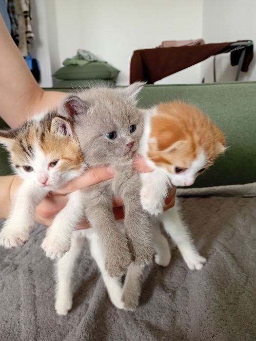 Котята шотландцы