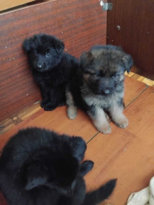 Щенки Немецкой Овчарки