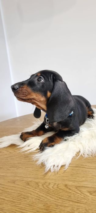 Teckel dachshund pedigree FCI, mascul