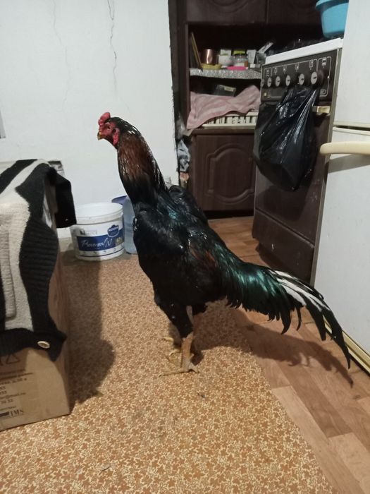 Продаётся Бойцовый петух