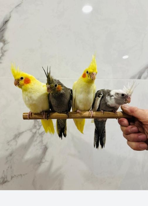 Ожереловые попугаи ручные