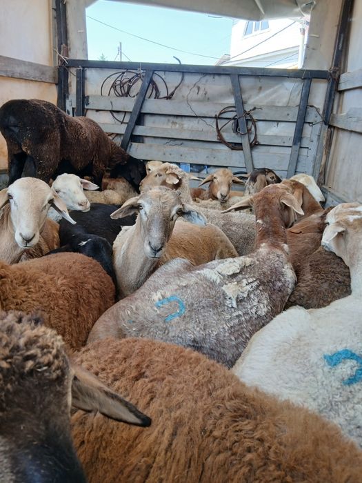 Продам  Баран в горах