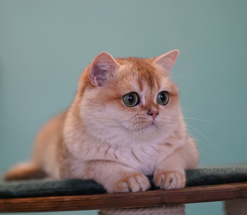 Британская кошка