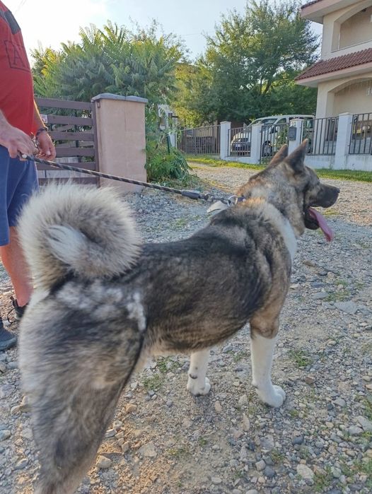 Done caine Akita American