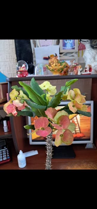 Молочай миля коллекционные сорта.Абайа