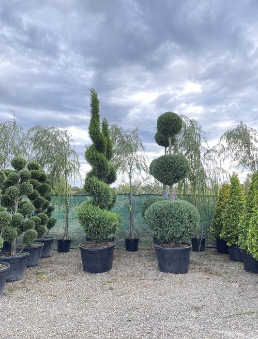 Pom Pom  de vânzare – DESIGN DEOSEBIT!