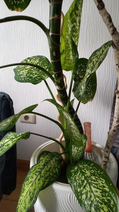 Продам комнатной растение Диффенбахию