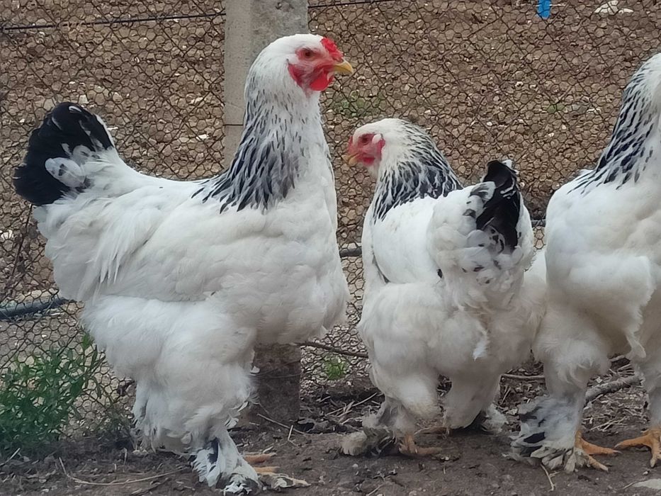 Домашни яйца от свободни  кокошки за консумация и оплодени.