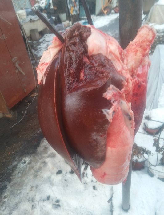 Свинина домашняя