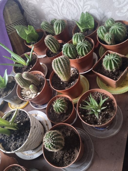 Продам цветы  комнатные адаптированые