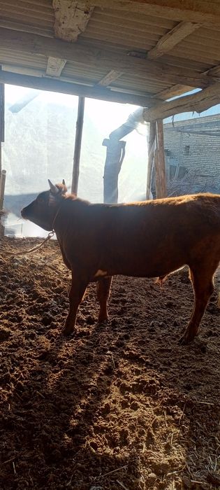 Уйда бокилган бука сотилади