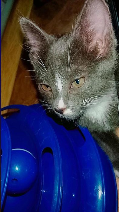 Котенок Сюрприз ищет дом