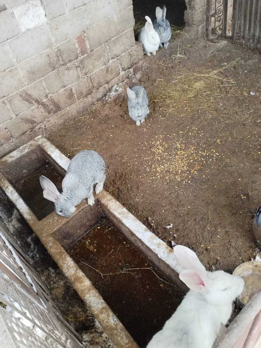 Iepuri uriasi germani