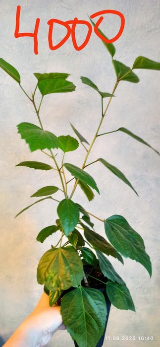 Продам  комнатные растения