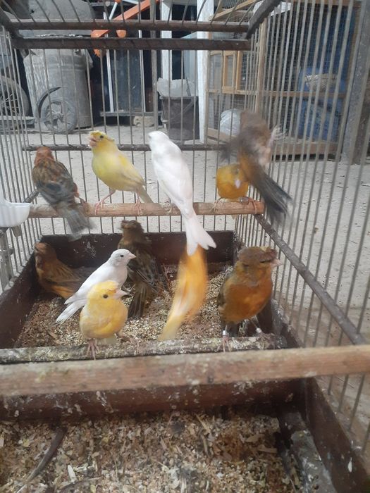 Bedona kanareka sayroqisi