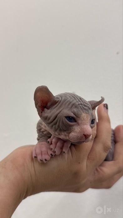 Сфинкс Эльф котята Mushuk