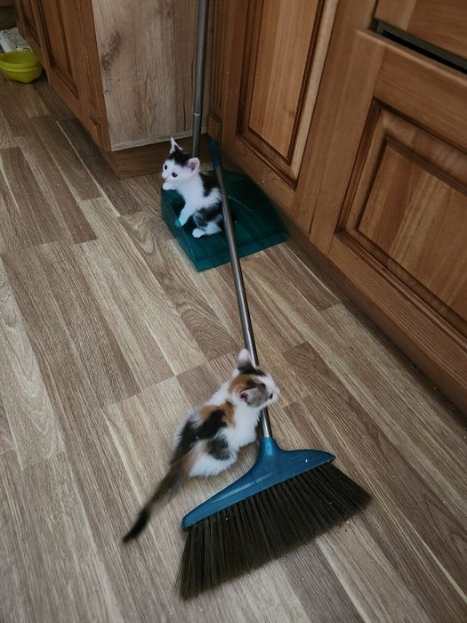Отдам котят в добрые руки