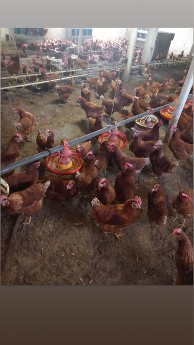 Кокошки за яйца на топ цена