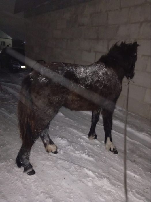 Продам жеребец срочно