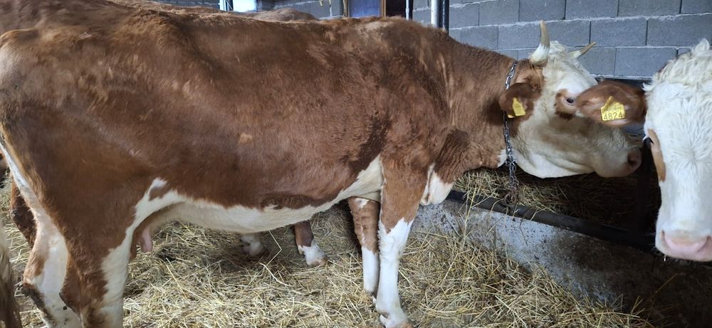 Vând vaci baltata românească