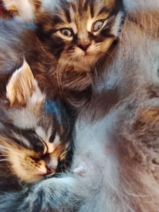 Отдам котят бесплатно
