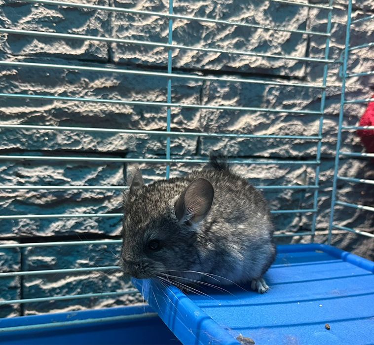 Шиншилла самка  носитель ангоры