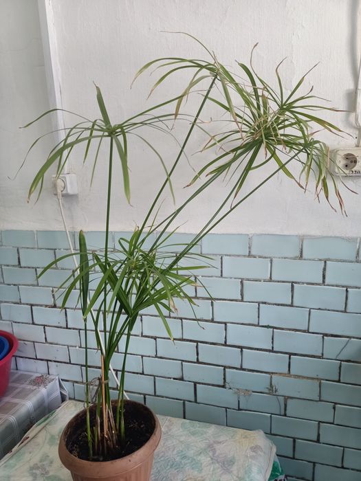 Продам ципирус, взрослое растение