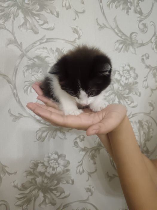 Котенок ищет хозяина