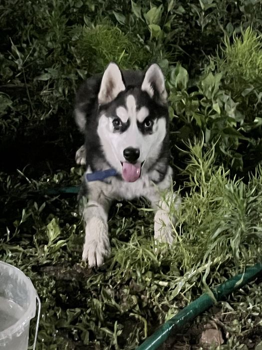 Продам Хаски 1.5 месяц