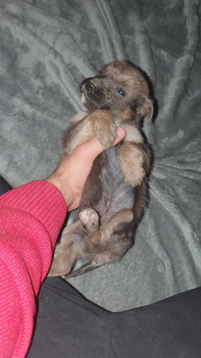 Pui metiș de Schnauzer Uriaș spre adopție / dresat la cerere