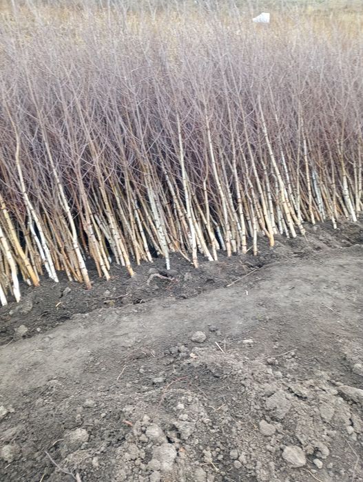 Puieti mesteacăn 2 metri flora spontana