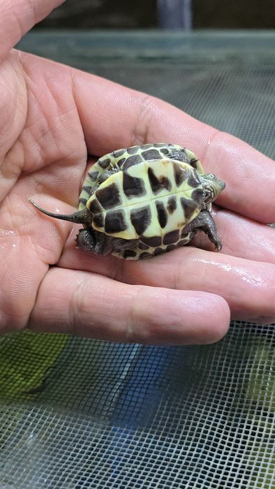 Черная хвостатая черепаха