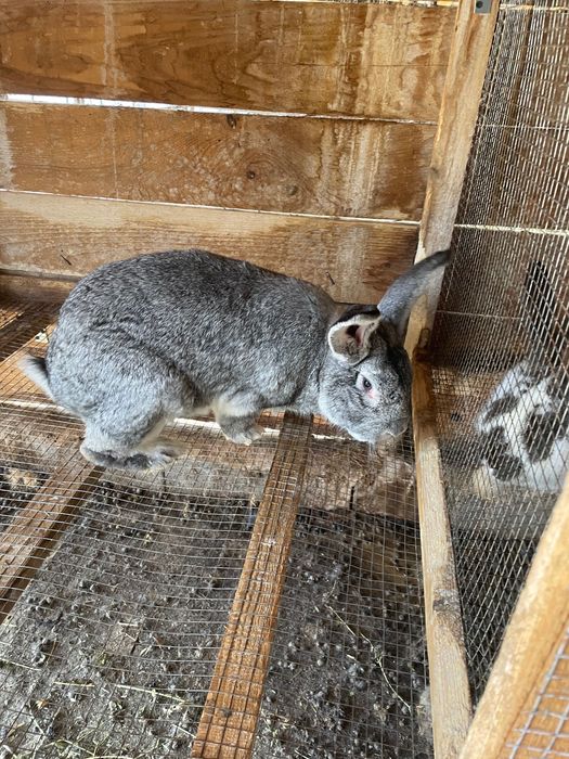 Animale iepuri de vanzare
