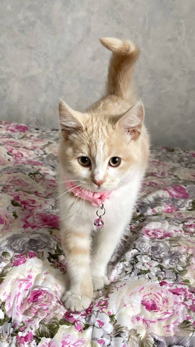 Assalomu aleykum Xadiya Mushuk