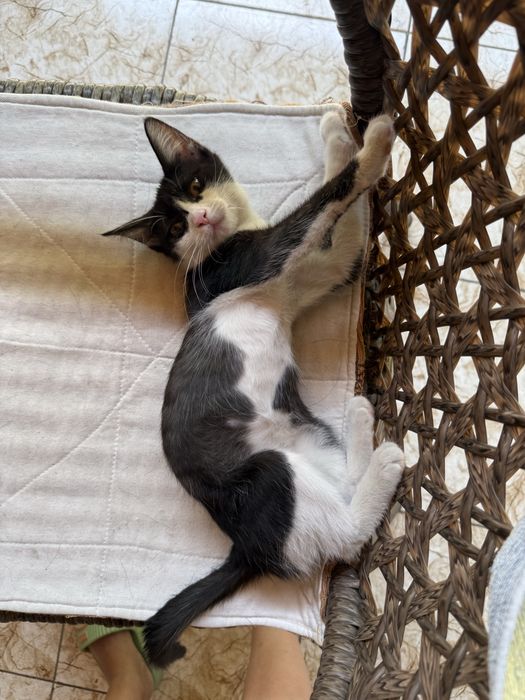 Отдадим котенка в хорошие руки!!!