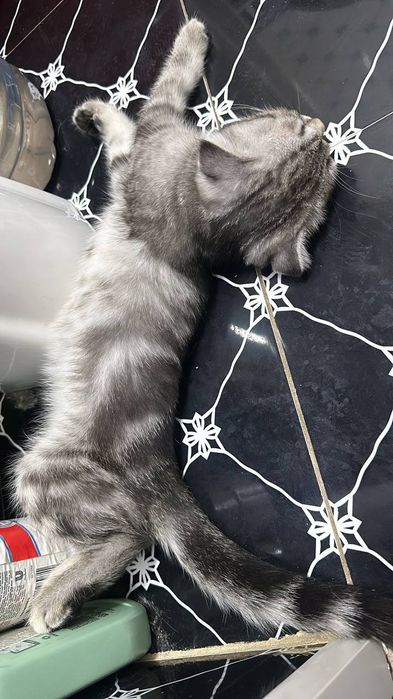 Котята вислоухие британцы продаются