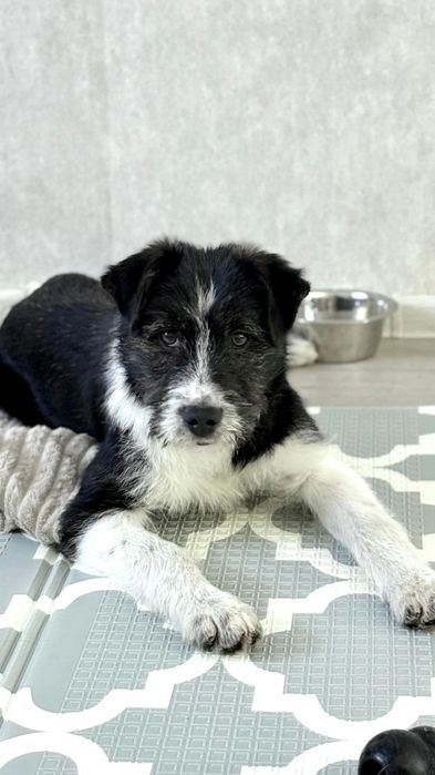 Щенки двортерьера