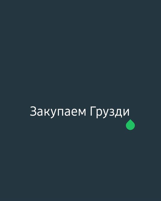 Закупаем Грузди в сыром виде