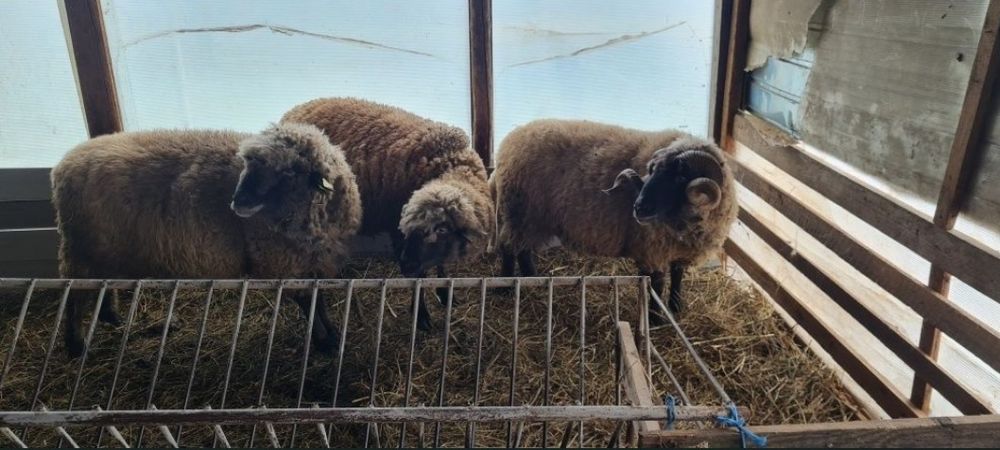 Vând berbecii de doi ani