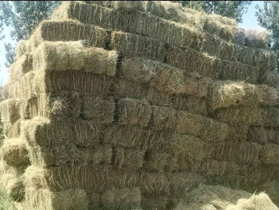 Baloți din trifoi și fân, bine uscați, prima coasă