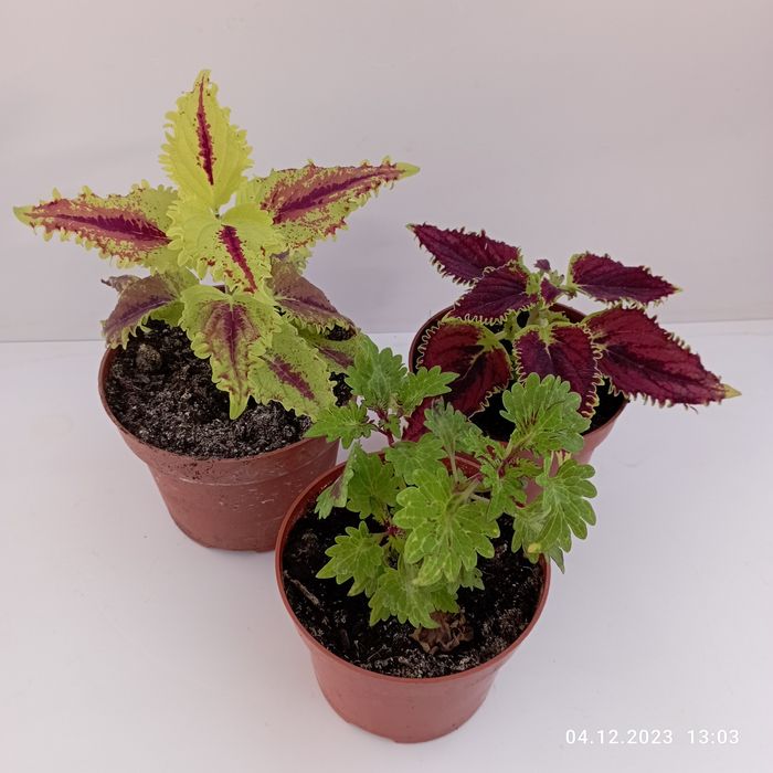 Колеусы в ассортименте