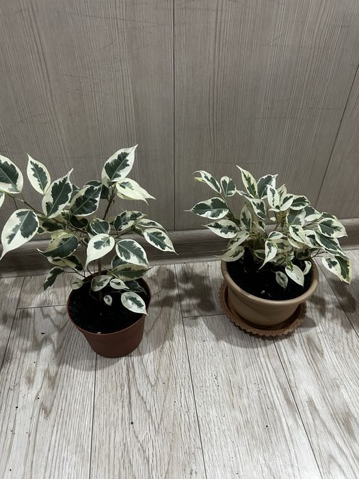 Продам фикус Бенжамина